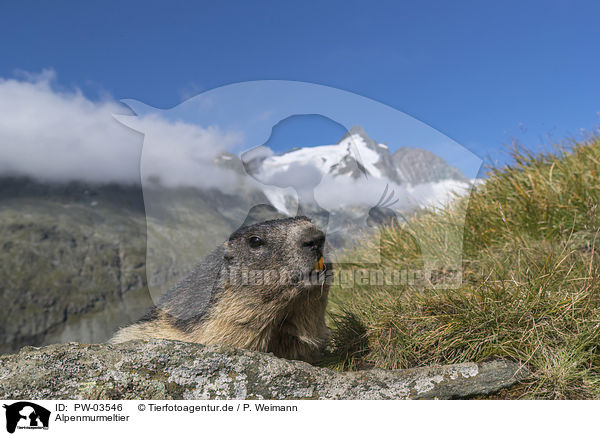 Alpenmurmeltier / Alpine Marmot / PW-03546