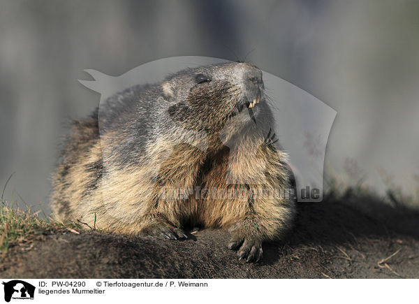 liegendes Murmeltier / lying Marmot / PW-04290
