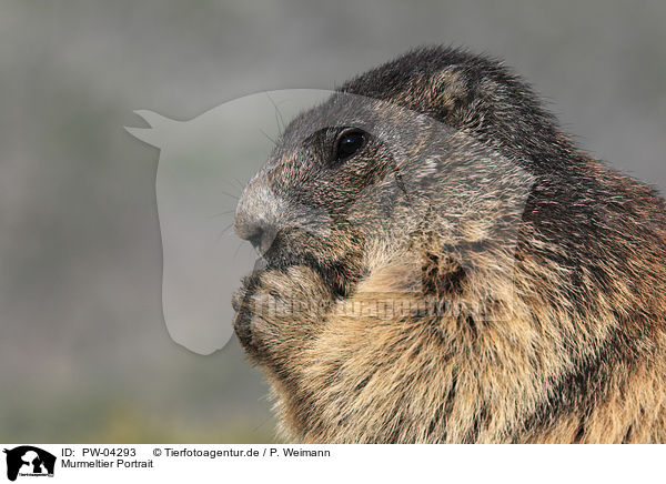 Murmeltier Portrait / Marmot portrait / PW-04293