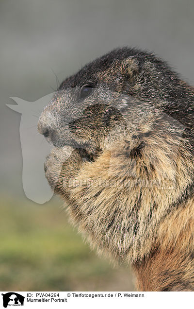 Murmeltier Portrait / Marmot portrait / PW-04294