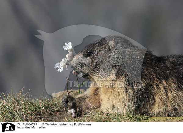 liegendes Murmeltier / lying Marmot / PW-04299