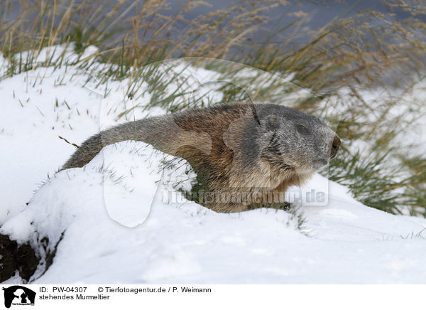 stehendes Murmeltier / standing Marmot / PW-04307