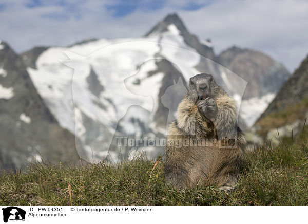 Alpenmurmeltier / Alpine Marmot / PW-04351
