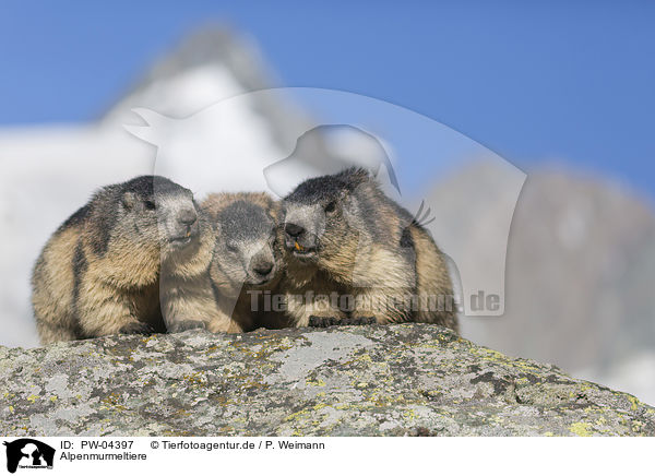 Alpenmurmeltiere / Alpine Marmots / PW-04397