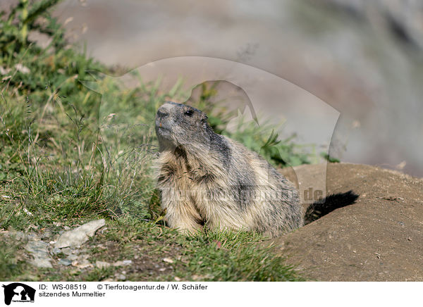 sitzendes Murmeltier / sitting Marmot / WS-08519