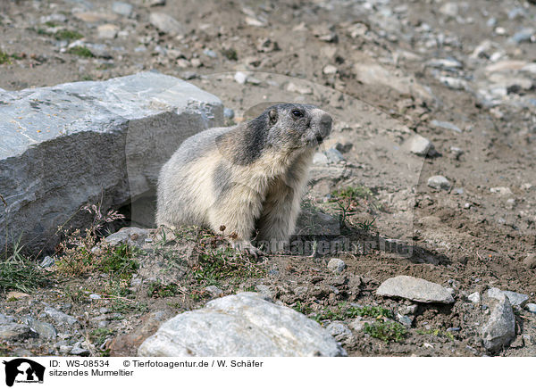 sitzendes Murmeltier / sitting Marmot / WS-08534