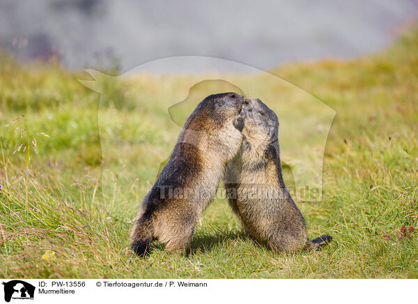 Murmeltiere / marmots / PW-13556