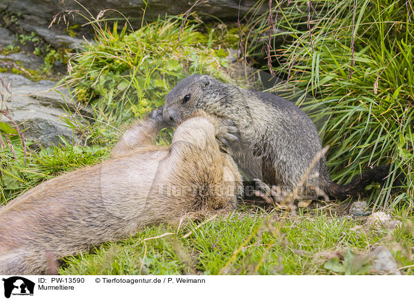 Murmeltiere / marmots / PW-13590