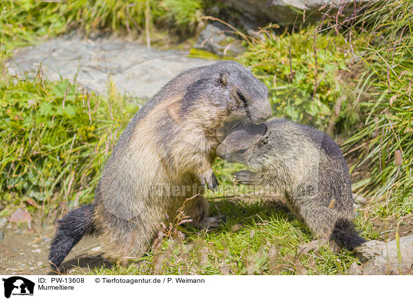 Murmeltiere / marmots / PW-13608