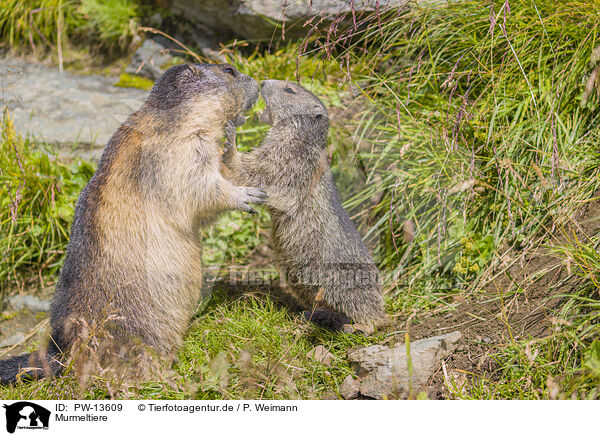 Murmeltiere / marmots / PW-13609