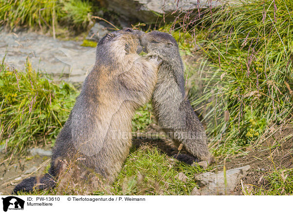 Murmeltiere / marmots / PW-13610