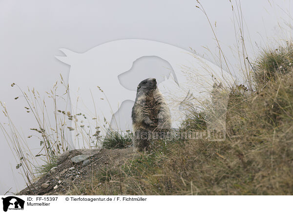 Murmeltier / Marmot / FF-15397
