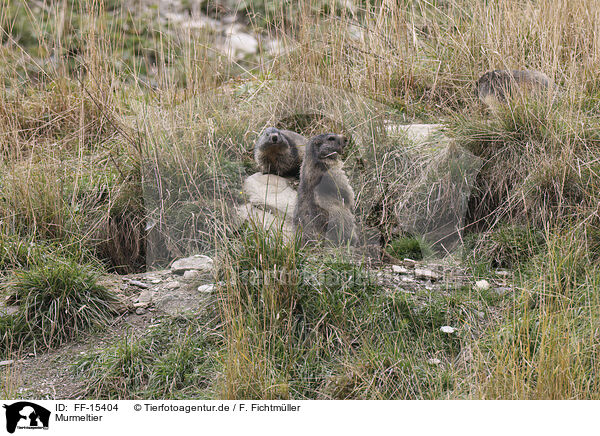 Murmeltier / Marmot / FF-15404