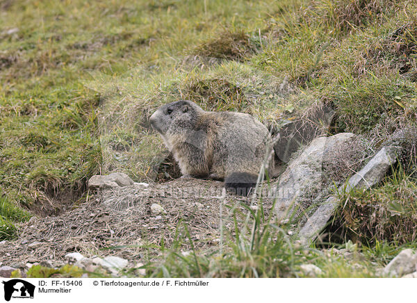 Murmeltier / Marmot / FF-15406