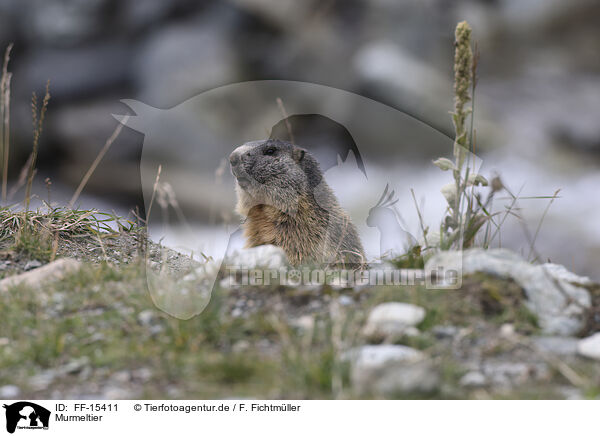Murmeltier / Marmot / FF-15411