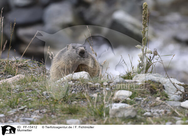 Murmeltier / Marmot / FF-15412