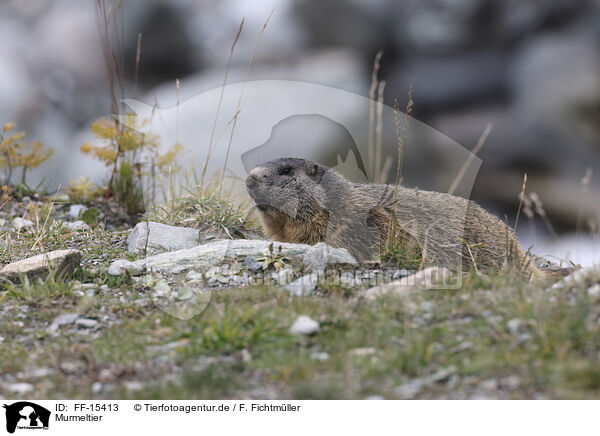 Murmeltier / Marmot / FF-15413