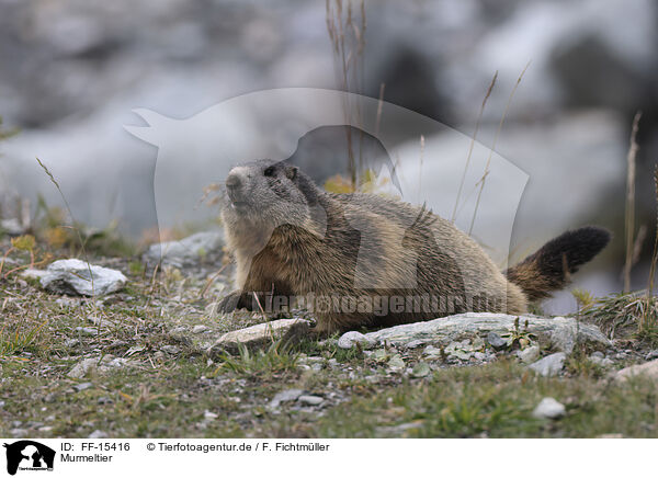 Murmeltier / Marmot / FF-15416