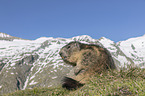 sitzendes Alpenmurmeltier