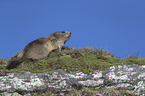 sitzendes Alpenmurmeltier