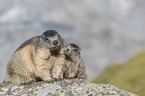 Alpenmurmeltier Jungtier und Erwachsender