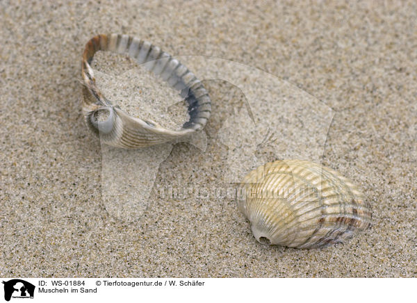 Muscheln im Sand / WS-01884