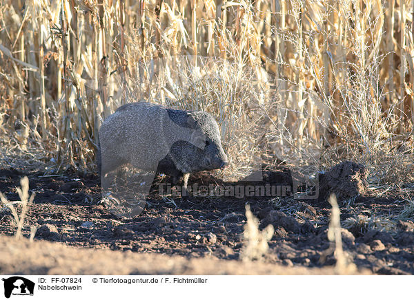 Nabelschwein / FF-07824