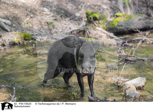 Nabelschwein / peccary / PW-15825