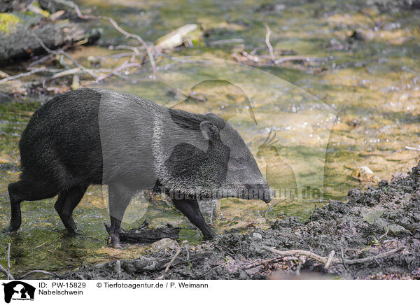 Nabelschwein / peccary / PW-15829