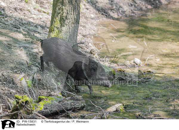 Nabelschwein / PW-15831