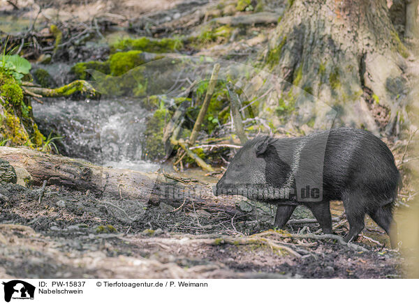 Nabelschwein / peccary / PW-15837