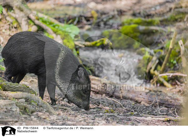 Nabelschwein / PW-15844