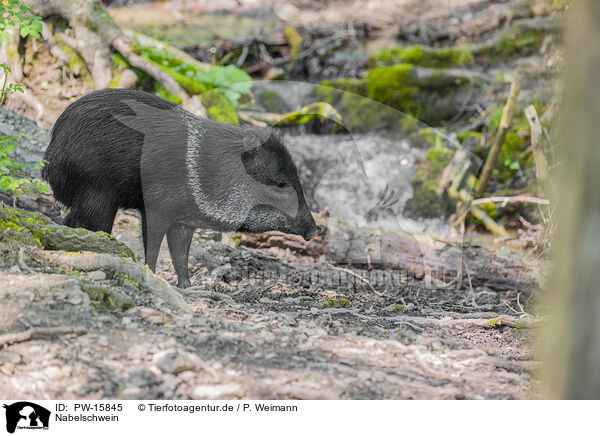 Nabelschwein / peccary / PW-15845