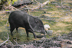 Nabelschwein