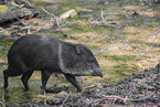 Nabelschwein