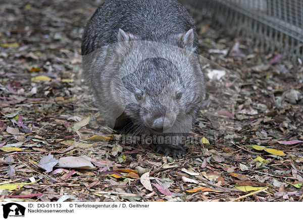 Nacktnasenwombat / coarse-haired wombat / DG-01113