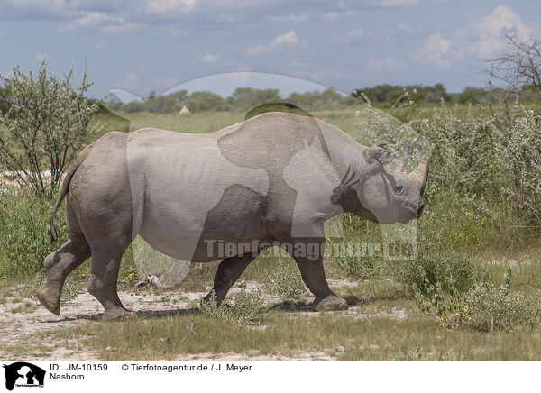 Nashorn / rhino / JM-10159