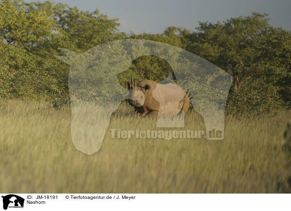 Nashorn / rhino / JM-18191