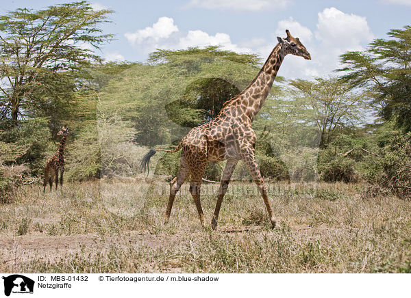 Netzgiraffe / Reticulated Giraffe / MBS-01432