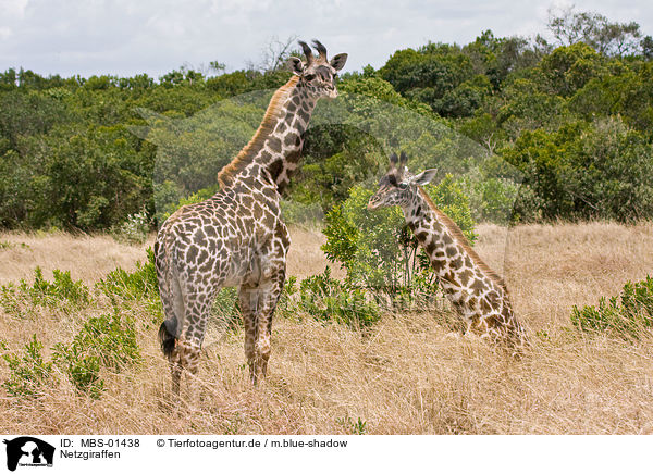Netzgiraffen / Reticulated Giraffes / MBS-01438