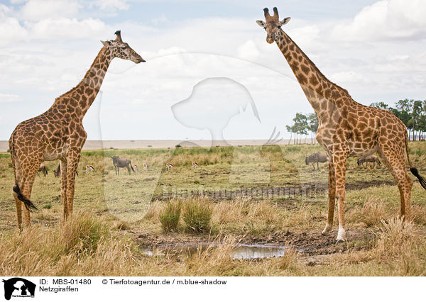 Netzgiraffen / Reticulated Giraffe / MBS-01480