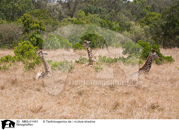 Netzgiraffen / Reticulated Giraffe / MBS-01491