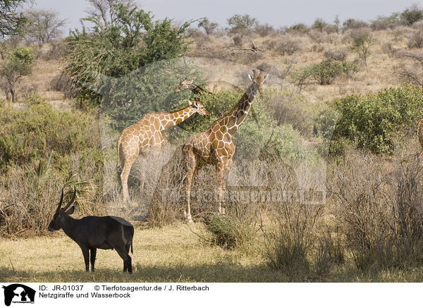 Netzgiraffe und Wasserbock / reticulated giraffes and waterbuck / JR-01037
