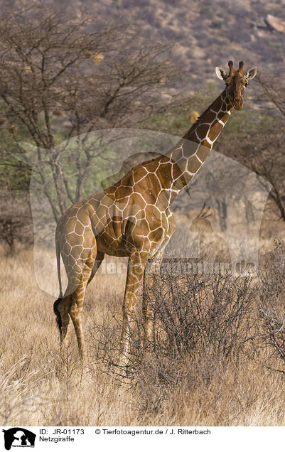 Netzgiraffe / reticulated giraffe / JR-01173