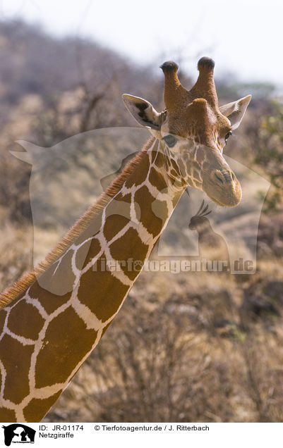 Netzgiraffe / JR-01174