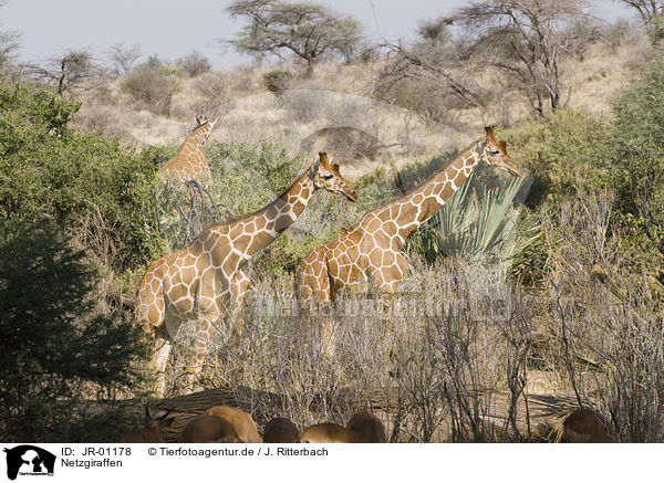 Netzgiraffen / reticulated giraffes / JR-01178