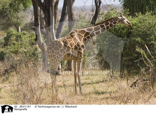 Netzgiraffe / reticulated giraffe / JR-01181