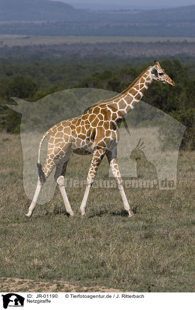 Netzgiraffe / reticulated giraffe / JR-01190