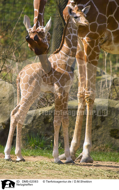 Netzgiraffen / giraffes / DMS-02083