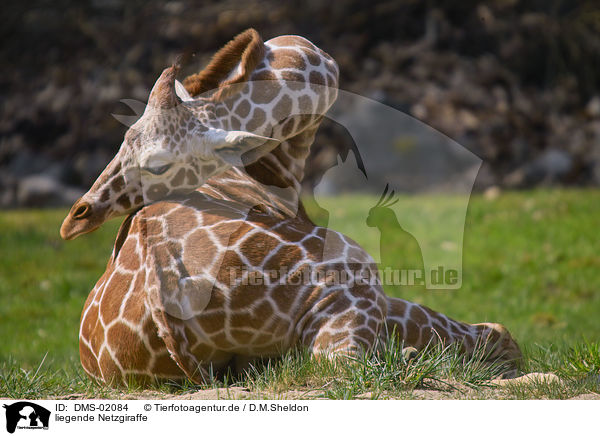 liegende Netzgiraffe / lying giraffe / DMS-02084